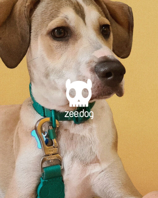 Zee.Dog